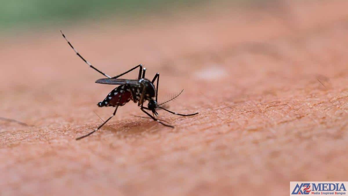 9b863574 2571 4f1f b134 b5cd9a36eb8e 169 4 Pasien DBD di Tulungagung Meninggal Selama Januari - Februari