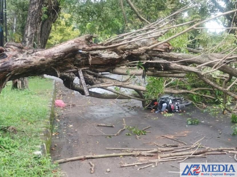sebuah pohon tumbang di ruas jalan gatot subroto kabupaten 230209204330 179 1 Cuaca Buruk, Pemotor Jadi Korban tertimpa pohon tumbang di Tulungagung